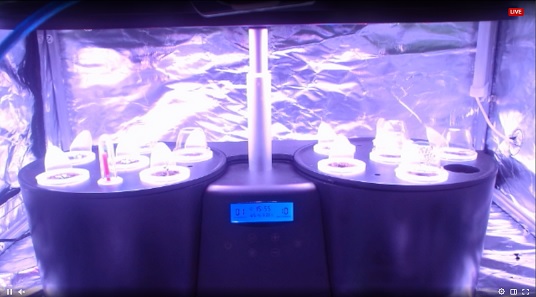 Hydrokultur-Anzuchtsystem Smart Control mit Vollspektrum-LEDs