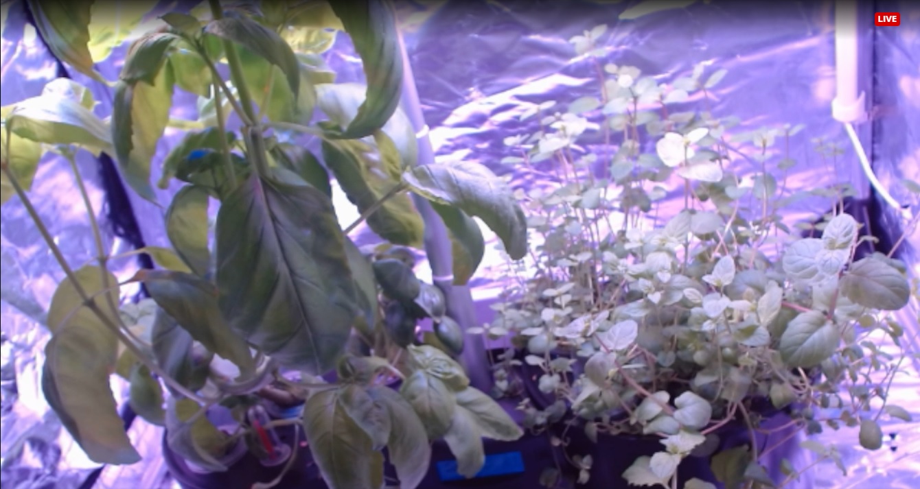 Hydrokultur-Anzuchtsystem Smart Control mit Vollspektrum-LEDs